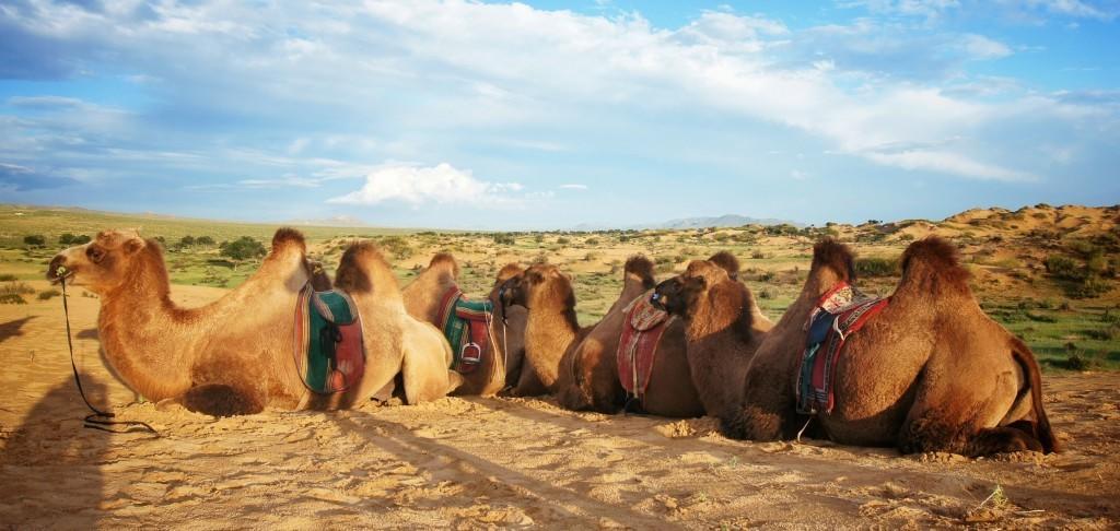 Majestic Gobi Tour Operator And Guest House Ulaanbaatar Exterior foto